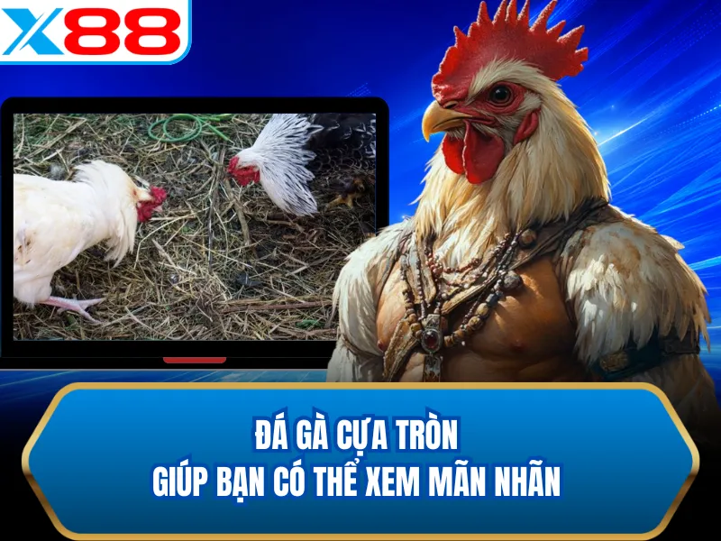 Đá gà cựa tròn giúp bạn có thể xem mãn nhãn Đá gà cựa tròn giúp bạn có thể xem mãn nhãn